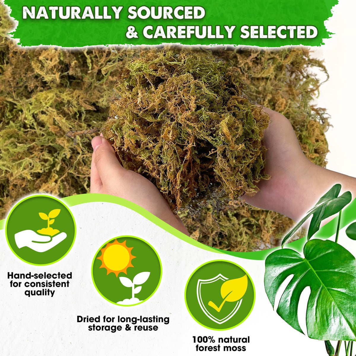 Duspro premium dried moss pack for orchid repotting and healthy roots