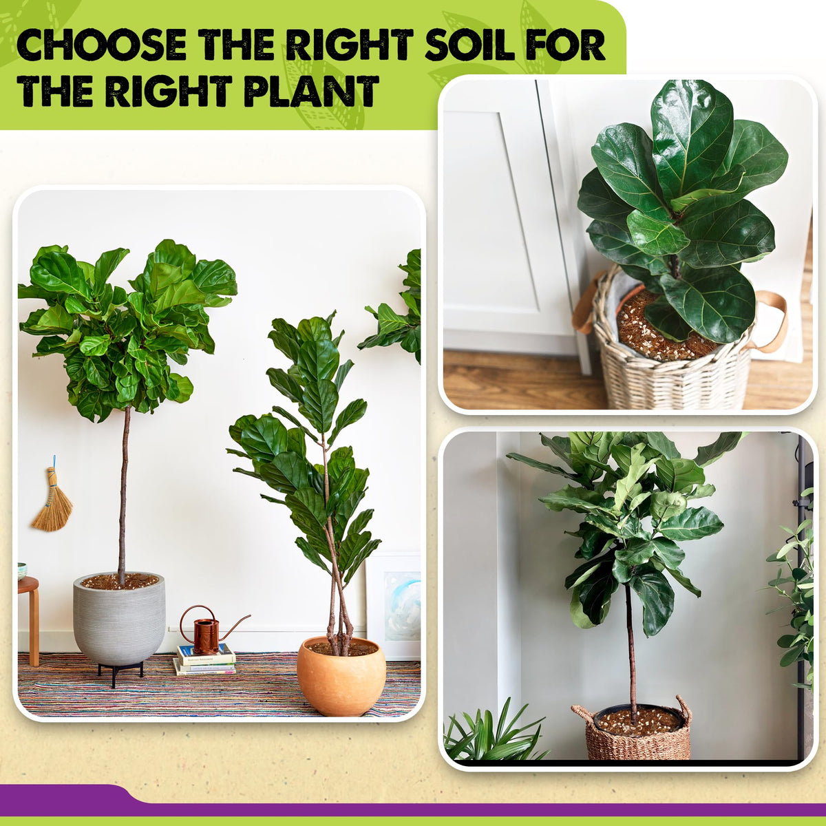 Duspro Ready-to-use mix simplifies potting for multiple fig plants.