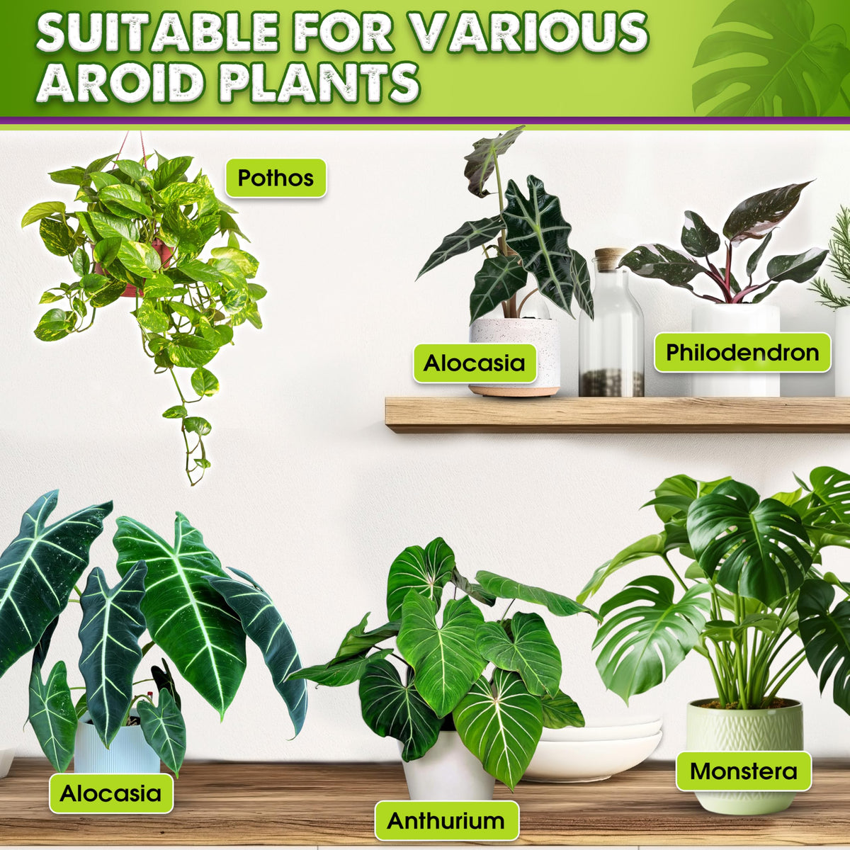 Duspro Recycle 8in1 ideal for indoor Monstera and Philodendron setups