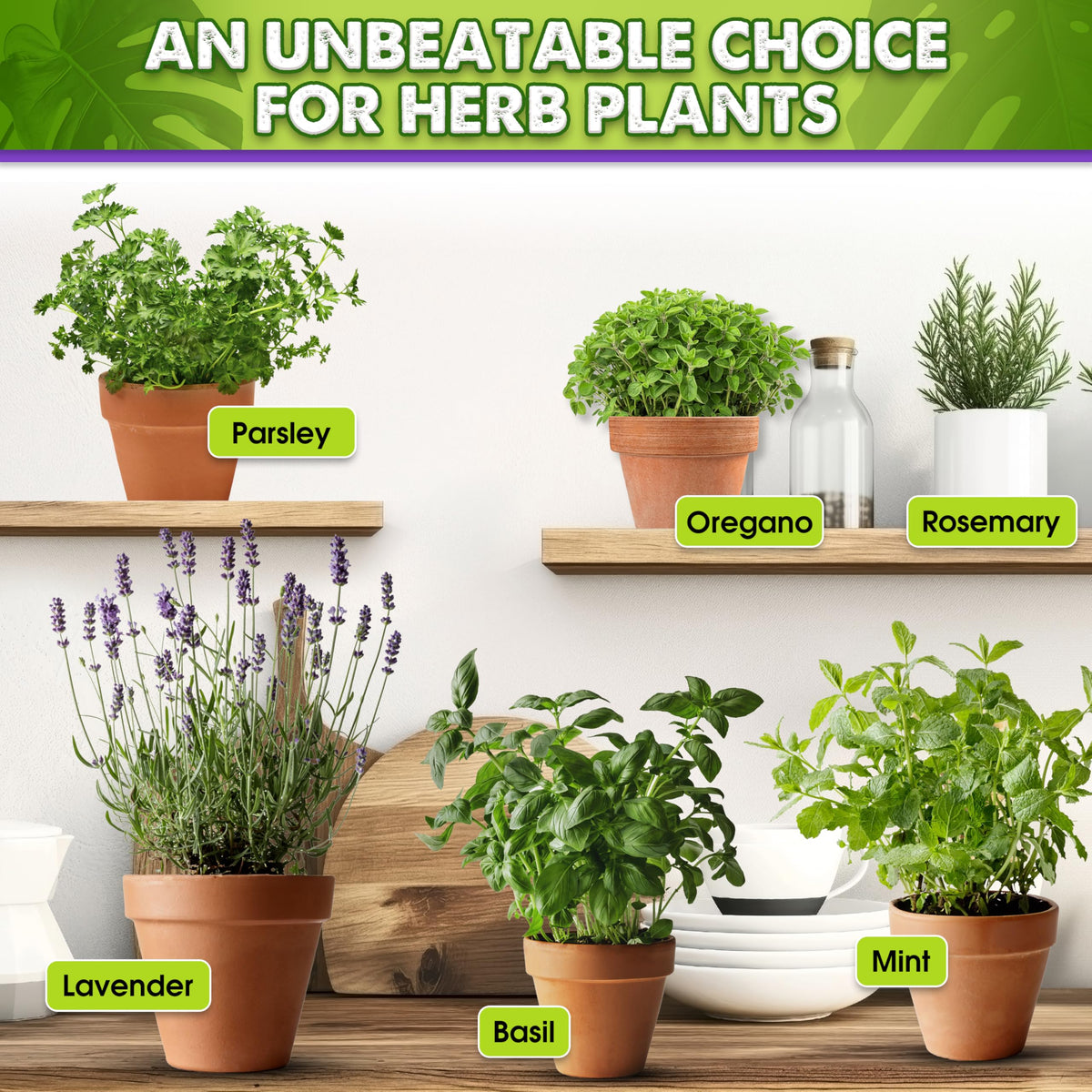 Duspro Recycle tropical plant soil in action supports lush indoor growth