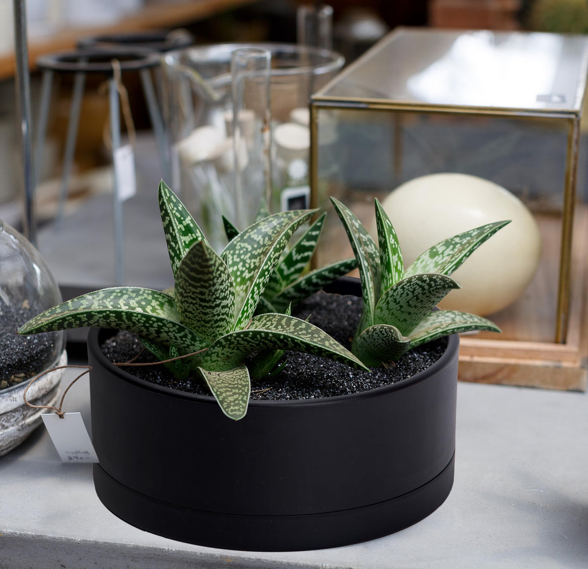 D'vine Dev 10-inch planter suited for small bonsai or larger succulents indoors