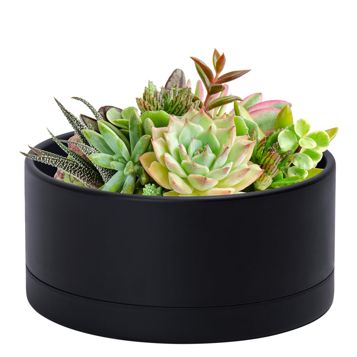 D'vine Dev 10-inch planter top view shows a sleek black cylinder for compact indoor setups