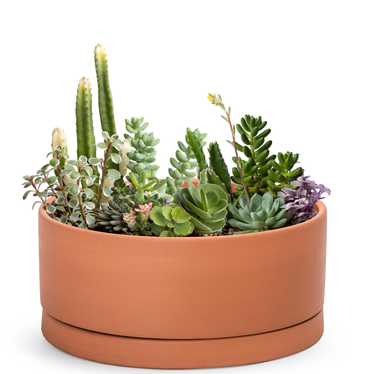 D'vine Dev 12-inch succulent terracotta pot with drainage hole and saucer for improved root aeration.