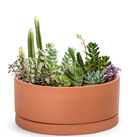 D'vine Dev 12-inch succulent terracotta pot with drainage hole and saucer for improved root aeration.