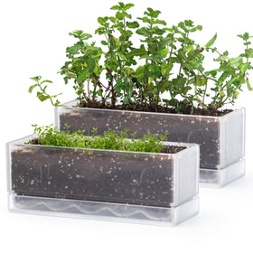 D'vine Dev 12-inch window box planter with clear acrylic for herb growth on a sunny sill
