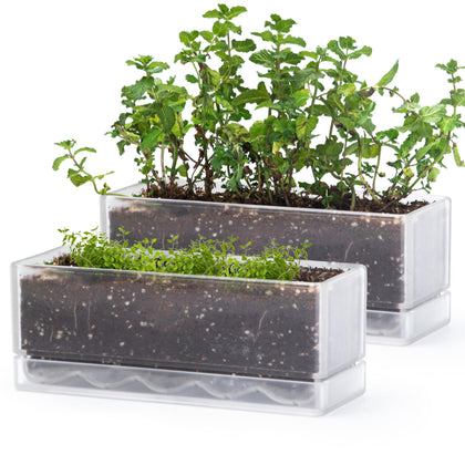 D'vine Dev 12-inch window box planter with clear acrylic for herb growth on a sunny sill