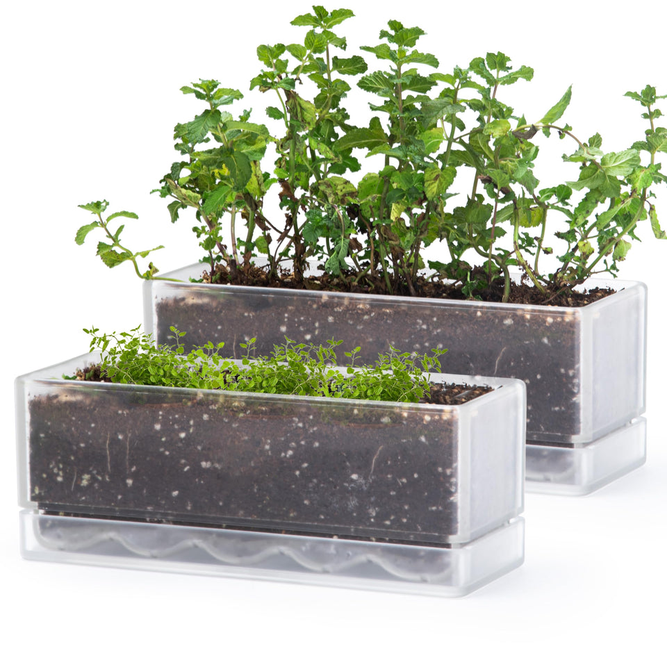 D'vine Dev 12-inch window box planter with clear acrylic for herb growth on a sunny sill