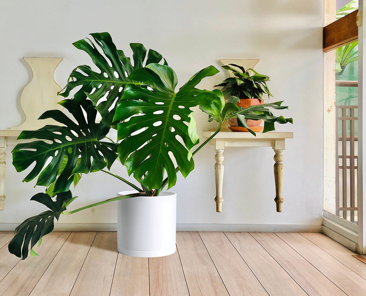 D'vine Dev planter shown in balcony setup for indoor/outdoor use.