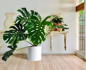 D'vine Dev planter shown in balcony setup for indoor/outdoor use.