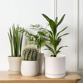 D'vine Dev 2-pack is ideal for small spaces and shelves.
