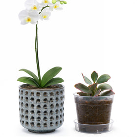 D'vine Dev 4.5-inch ceramic orchid planter with lattice for modern style and rotation