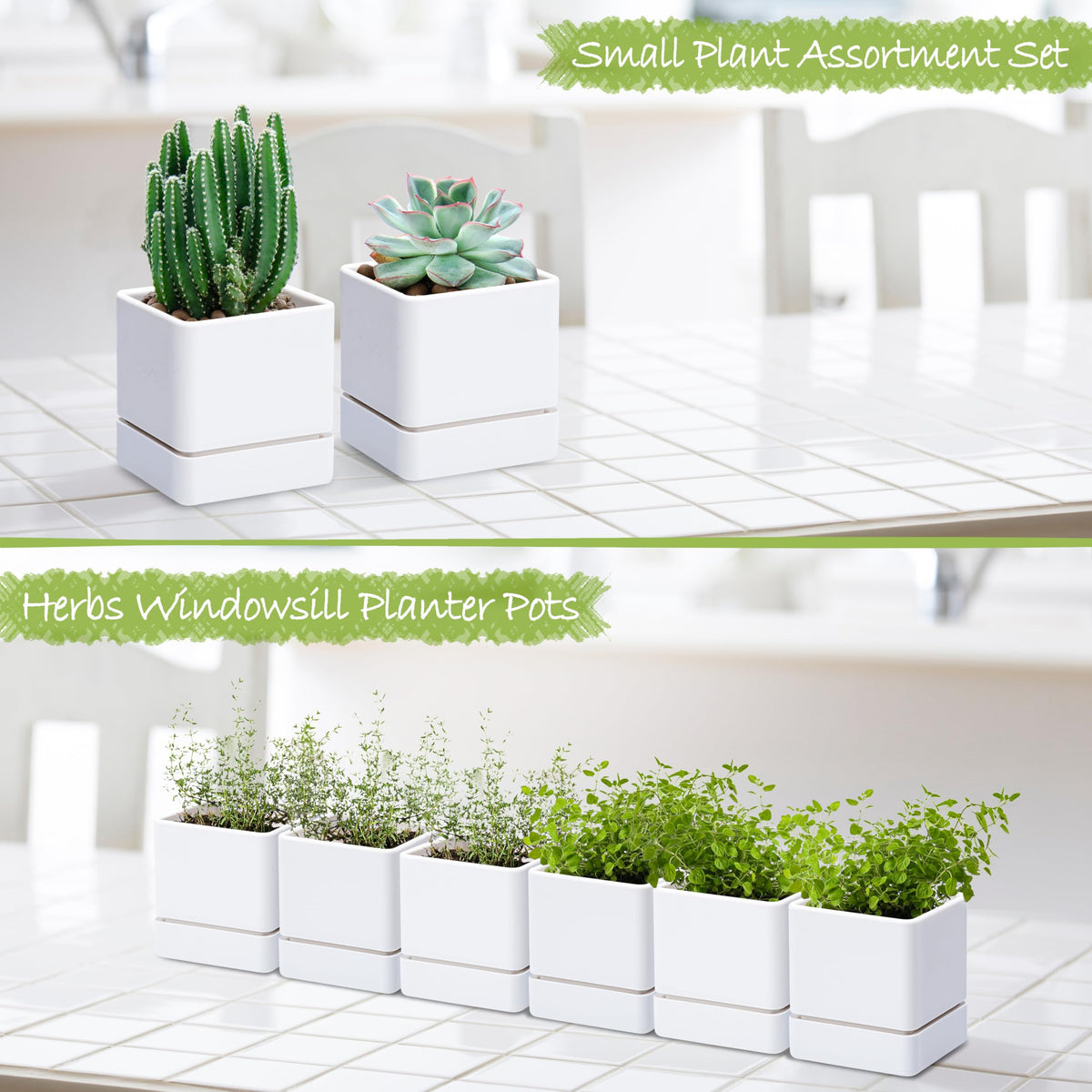 D'vine Dev white planter with detachable saucer for mess-free watering
