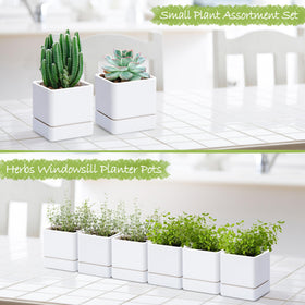 D'vine Dev white planter with detachable saucer for mess-free watering