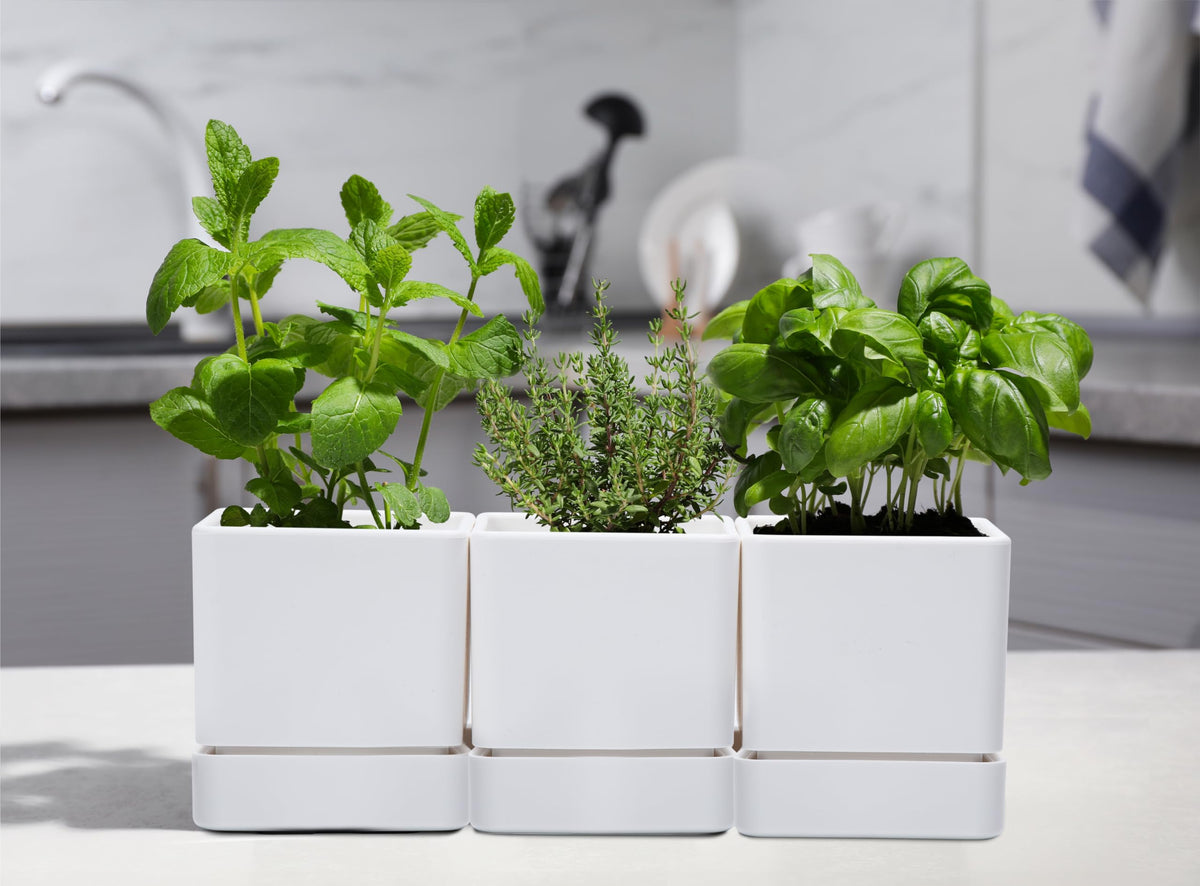 D'vine Dev set of 6 planters in white for versatile indoor greenery