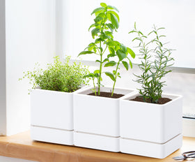 D'vine Dev mint-filled white planter on a sunny windowsill