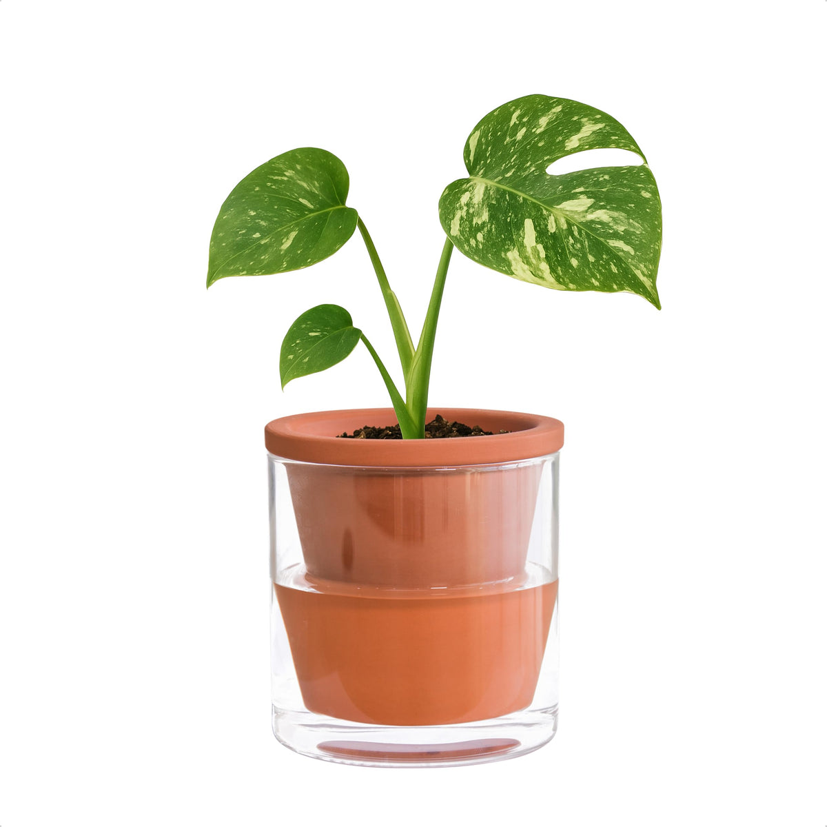 D'vine Dev 4in self-watering pot with terracotta and glass reservoir