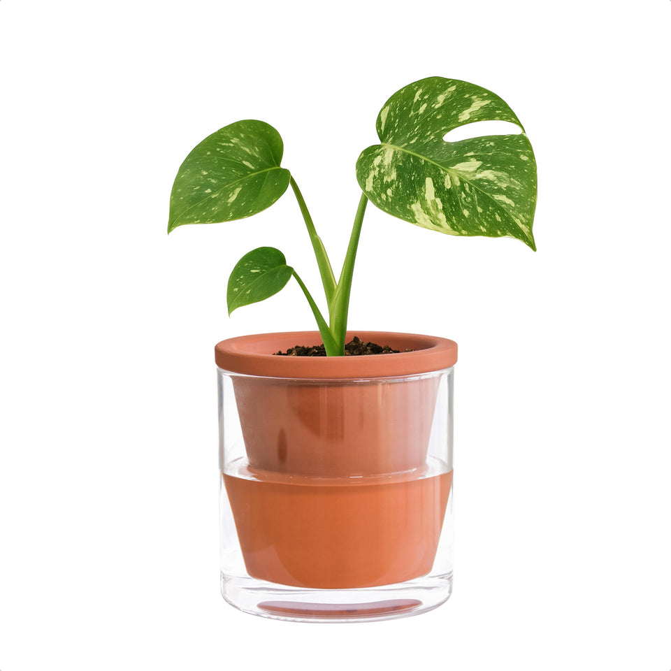 D'vine Dev 4in self-watering pot with terracotta and glass reservoir
