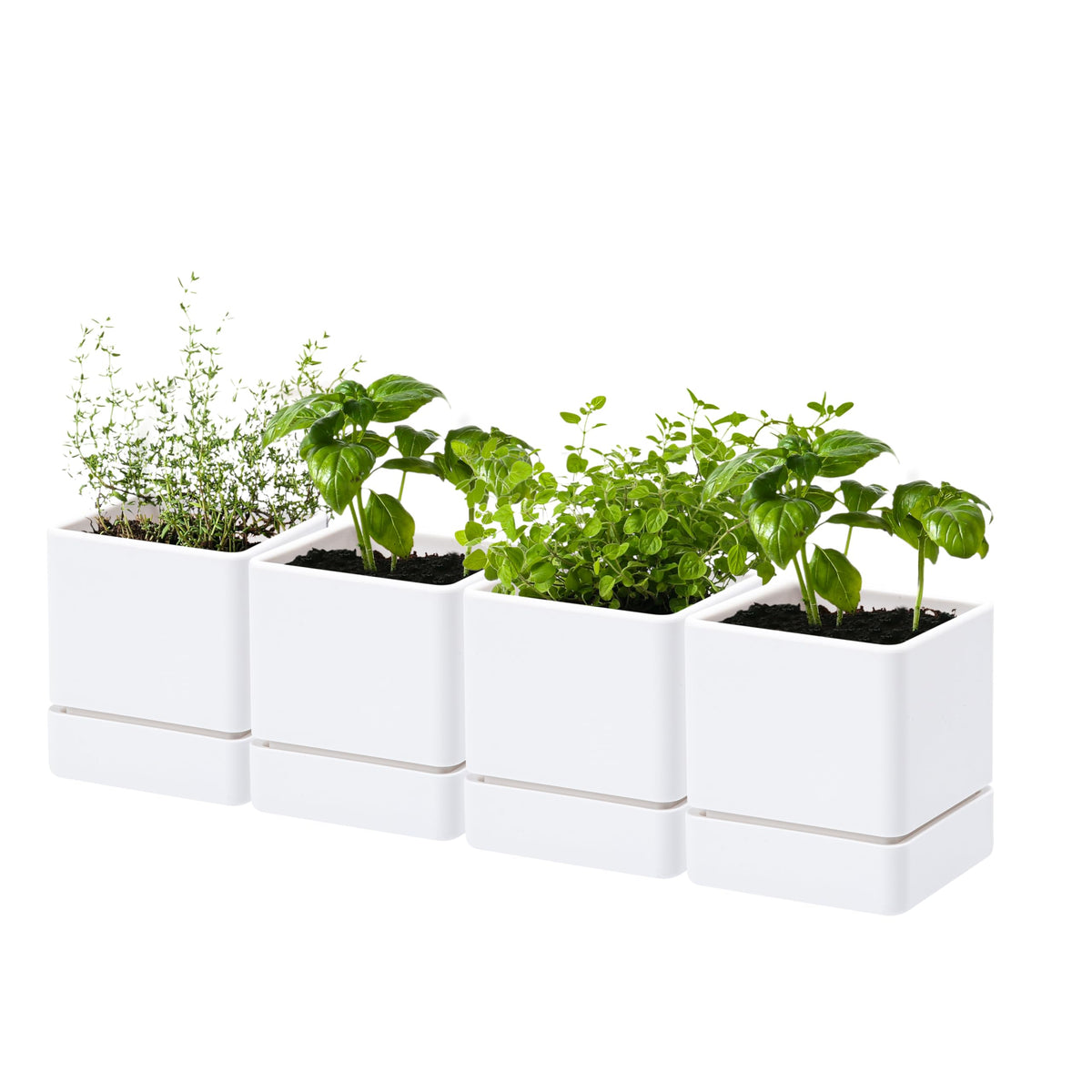 D'vine Dev 4inch herb planter pot front view for windowsill herbs