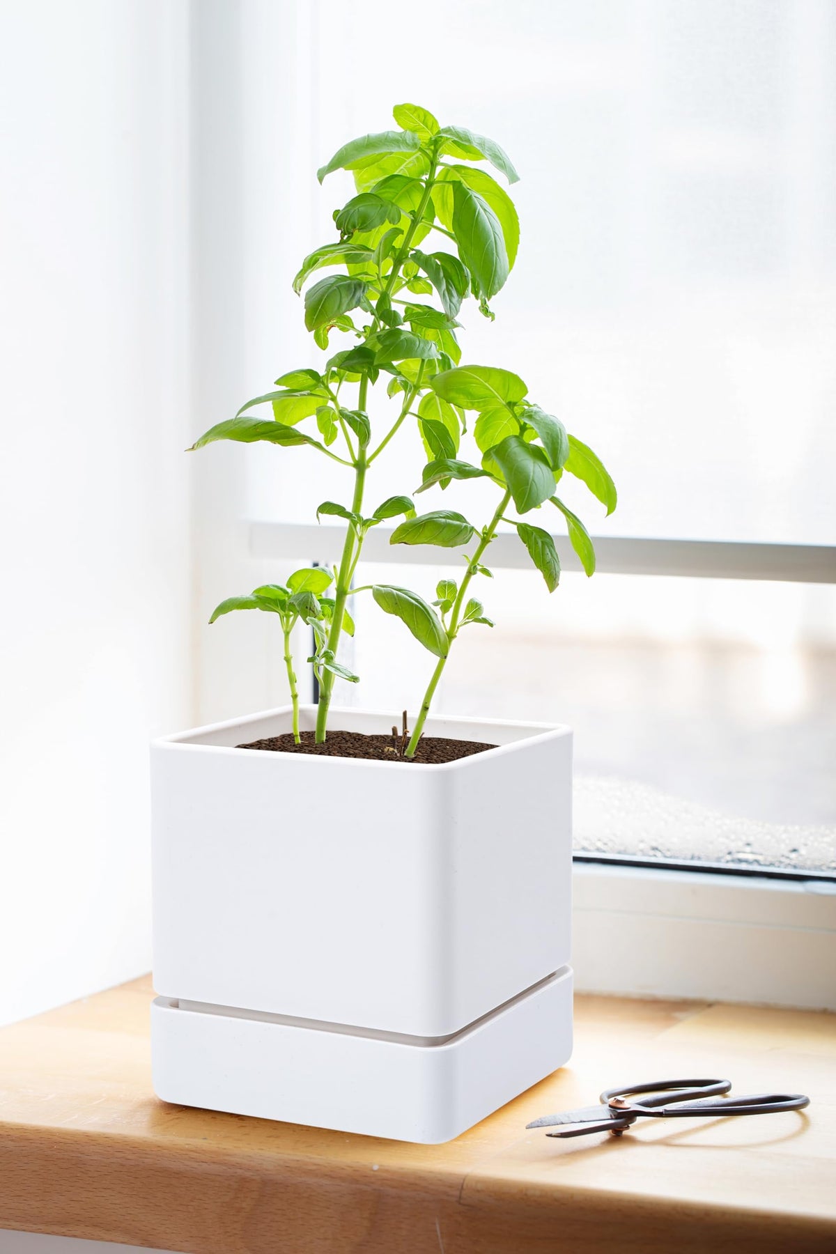 D'vine Dev 4inch herb planter is ideal on a sunny windowsill