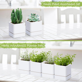 D'vine Dev minimalist 4inch pot design complements any space