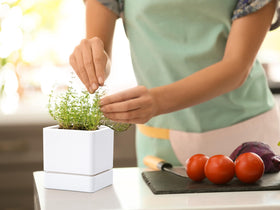 D'vine Dev white set of four planters offers cohesive indoor display