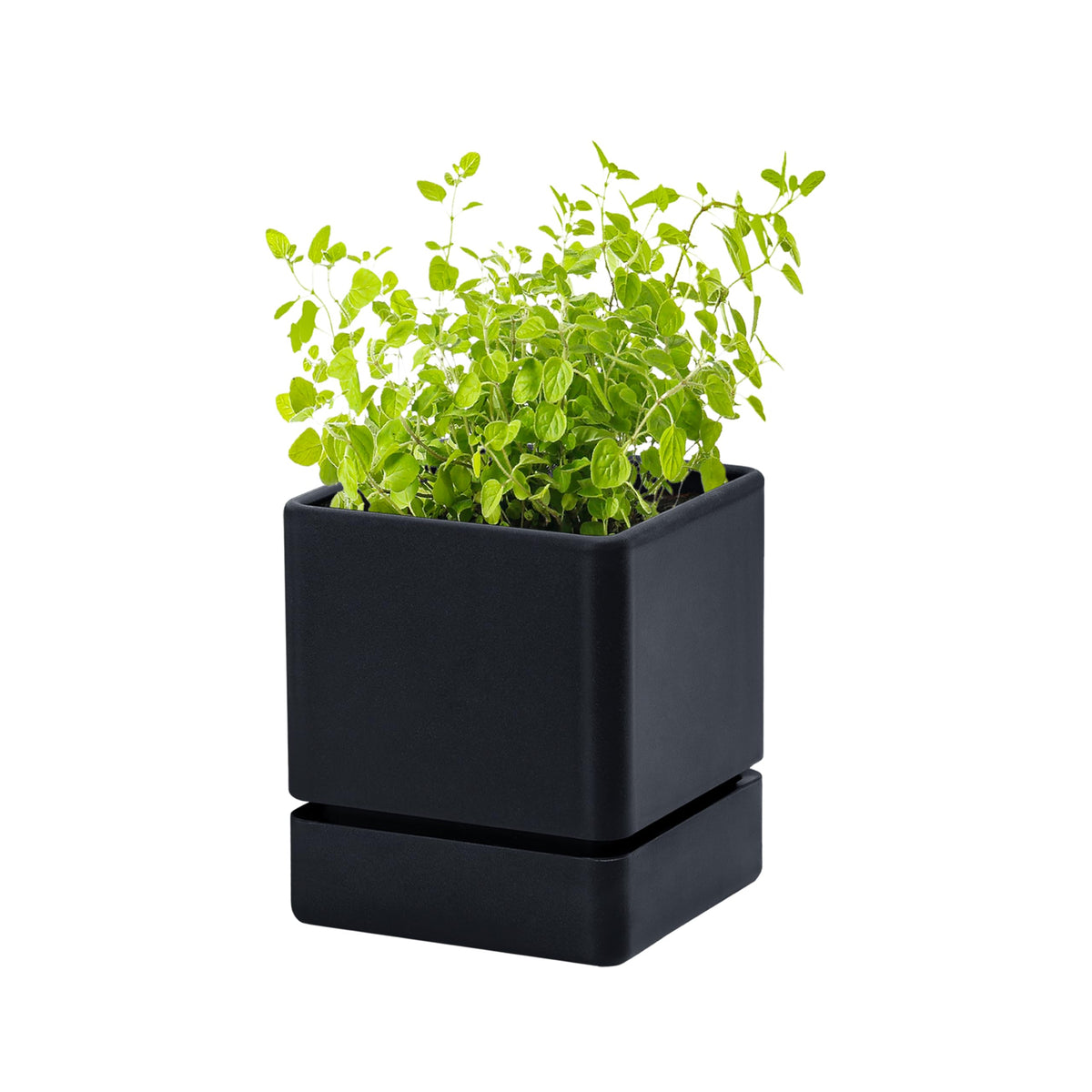 D'vine Dev 4-inch herb planter top view for compact windowsill herb garden.