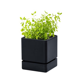 D'vine Dev 4-inch herb planter top view for compact windowsill herb garden.