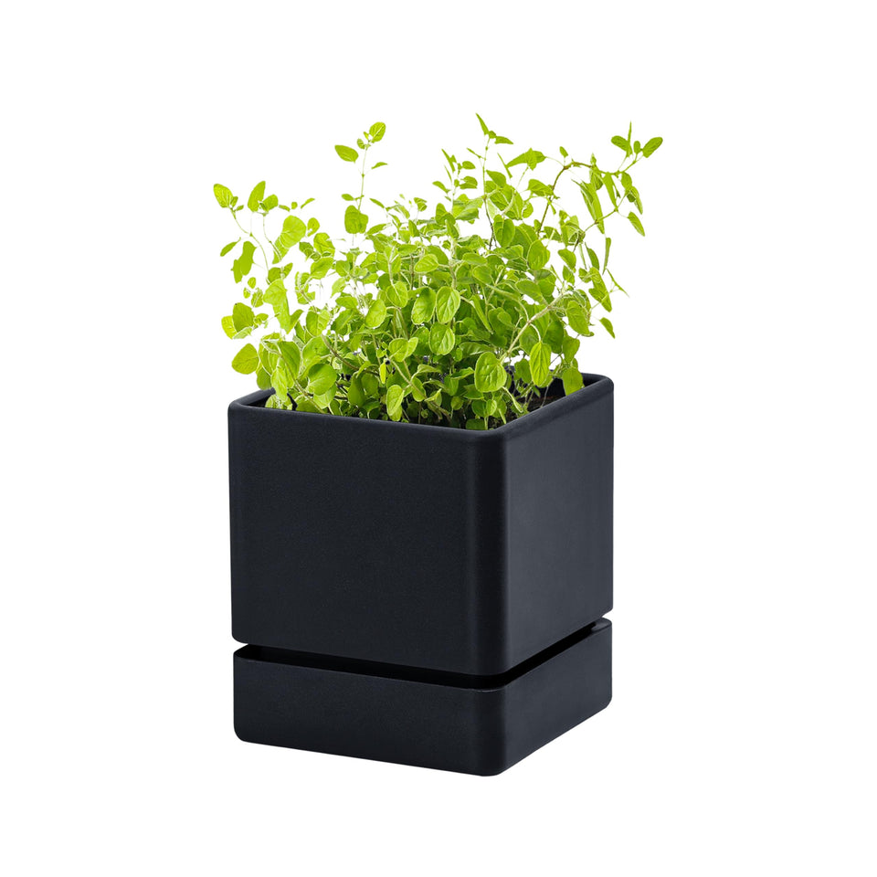 D'vine Dev 4-inch herb planter top view for compact windowsill herb garden.