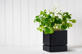D'vine Dev minimalist 4-inch planter adds modern style to interiors.