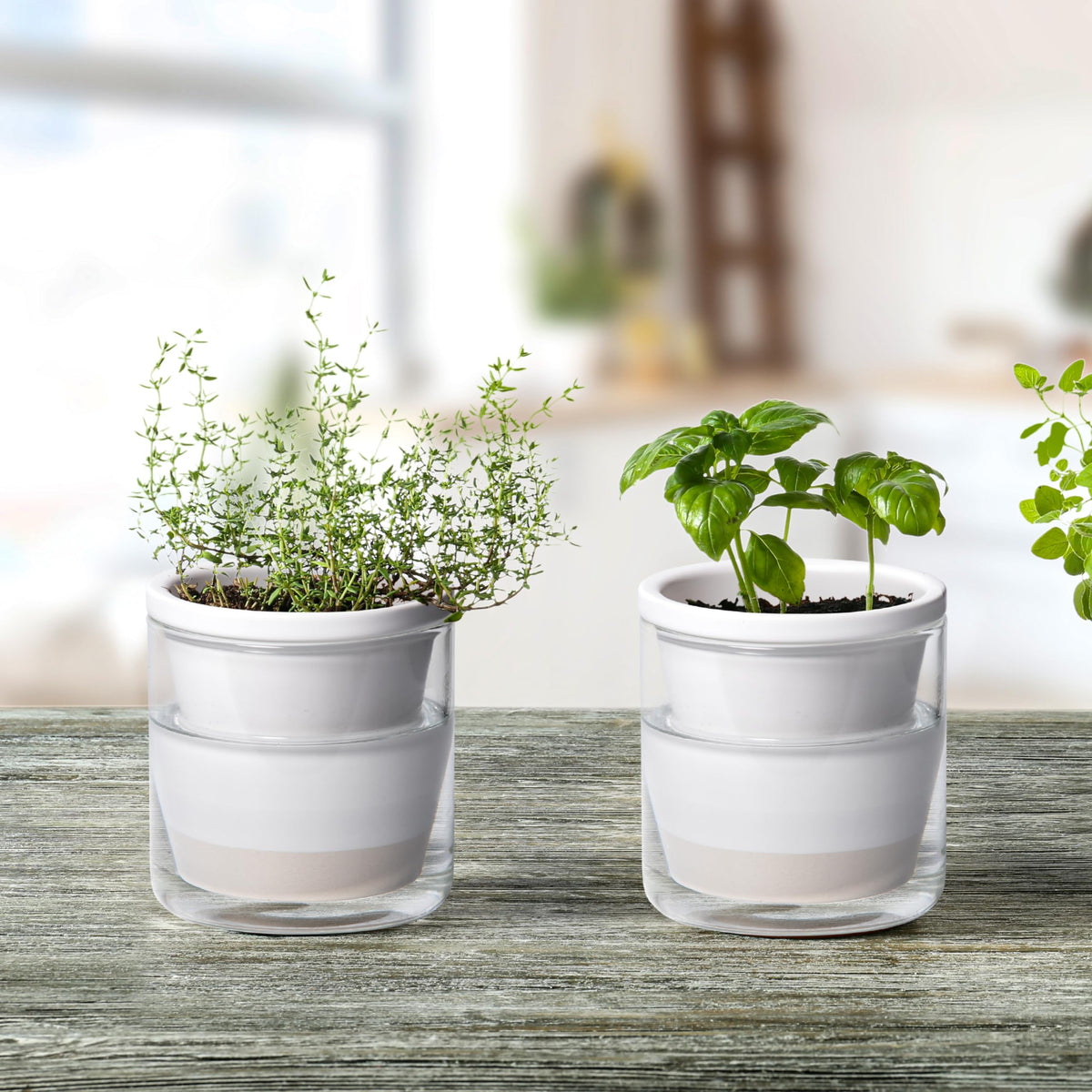 Terracotta pot absorbs moisture from the glass reservoir, reducing spills on desks.
