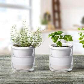 Terracotta pot absorbs moisture from the glass reservoir, reducing spills on desks.