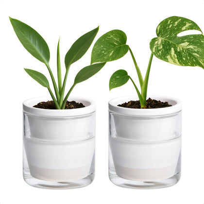 D'vine Dev 4-inch self-watering planter with white terracotta and glass reservoir for desks.