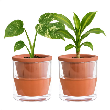 D'vine Dev 4-inch self-watering pot with terracotta and glass reservoir for easy plant hydration.