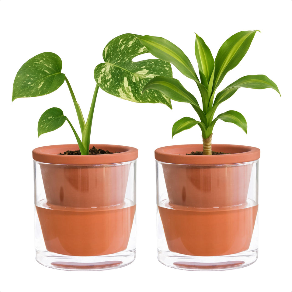 D'vine Dev 4-inch self-watering pot with terracotta and glass reservoir for easy plant hydration.