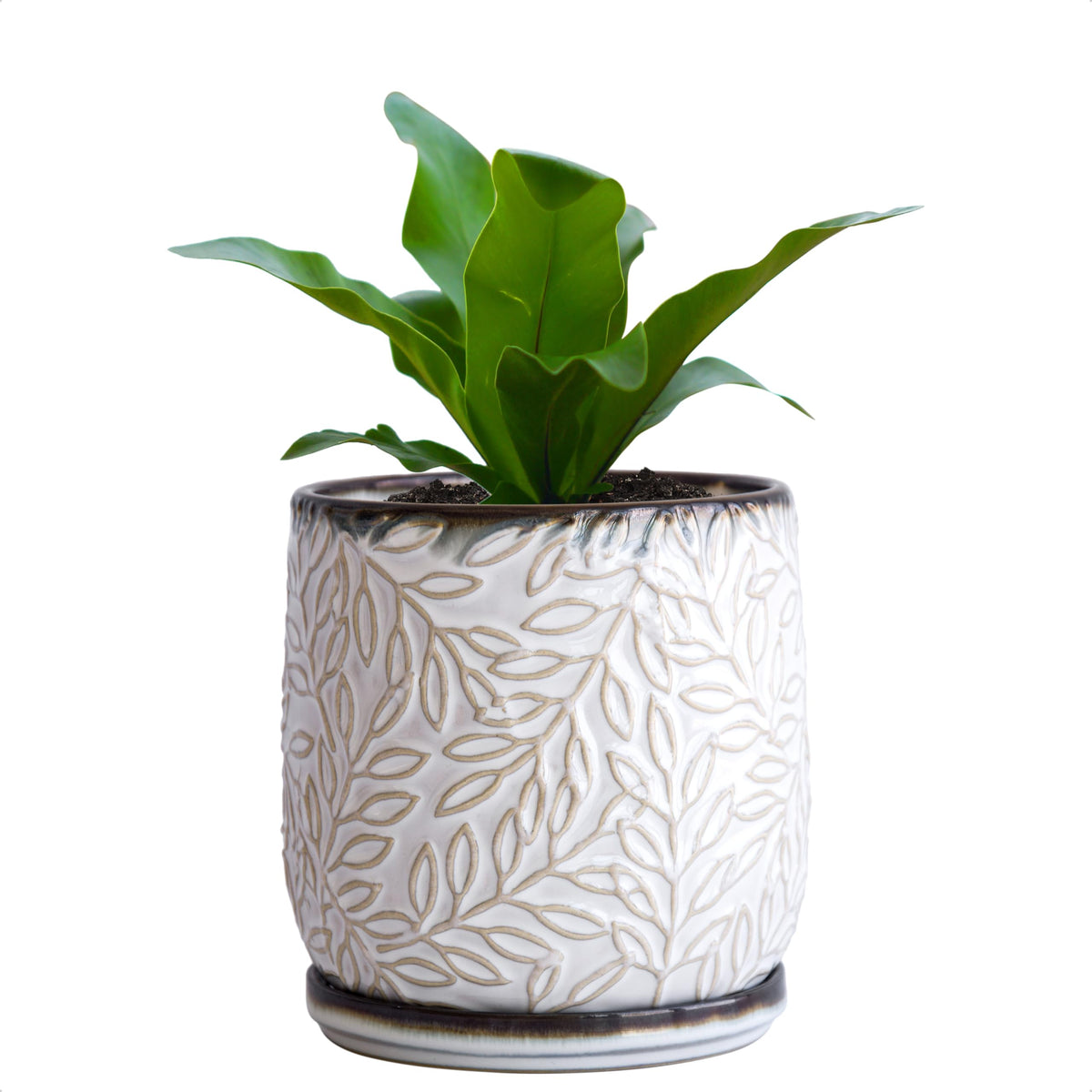 Dvine Dev 5 inch planter with embossed leaves adds contemporary style to your space