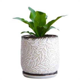Dvine Dev 5 inch planter with embossed leaves adds contemporary style to your space