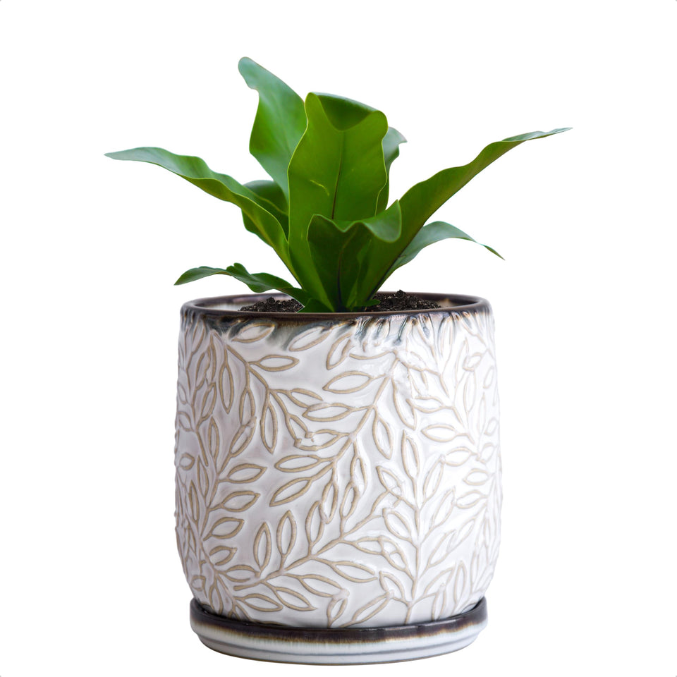 Dvine Dev 5 inch planter with embossed leaves adds contemporary style to your space