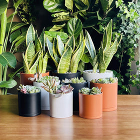 D'vine Dev 5-inch planter pot with saucer fits shelves and small spaces.