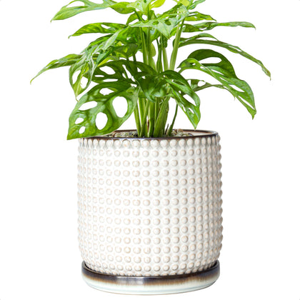 D'vine Dev 6-inch ceramic beaded planter full view for indoor greenery