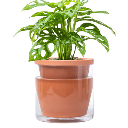 D'vine Dev 6-Inch Self-Watering Pot terracotta with glass reservoir provides steady moisture.