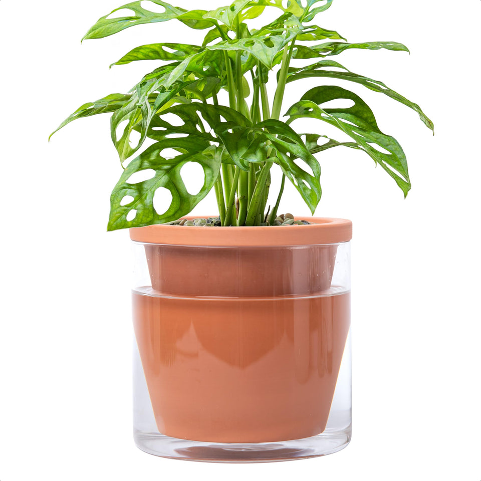 D'vine Dev 6-Inch Self-Watering Pot terracotta with glass reservoir provides steady moisture.
