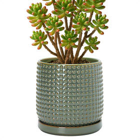 D'vine Dev 6-inch olive beaded ceramic planter ideal for indoor succulents.