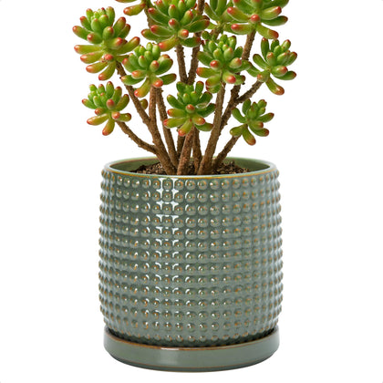 D'vine Dev 6-inch olive beaded ceramic planter ideal for indoor succulents.