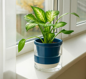 D'vine Dev 6-inch design with compact dimensions for indoor spaces.