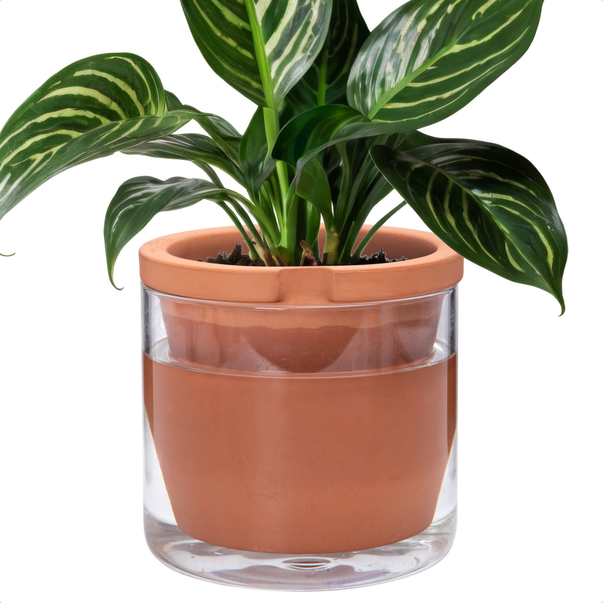 D'vine Dev 8inch self-watering pot with terracotta body keeps indoor plants hydrated