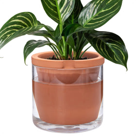 D'vine Dev 8inch self-watering pot with terracotta body keeps indoor plants hydrated