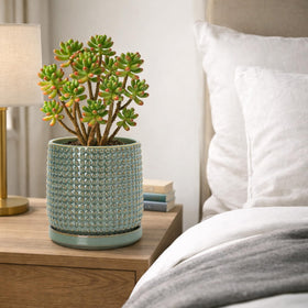 Close-up of beaded detailing on the olive planter by D'vine Dev.