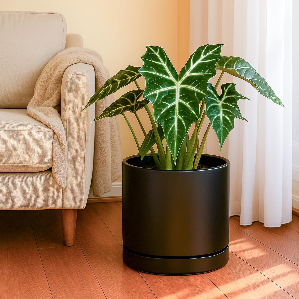 D'vine Dev black cylinder planter for minimalist home decor.