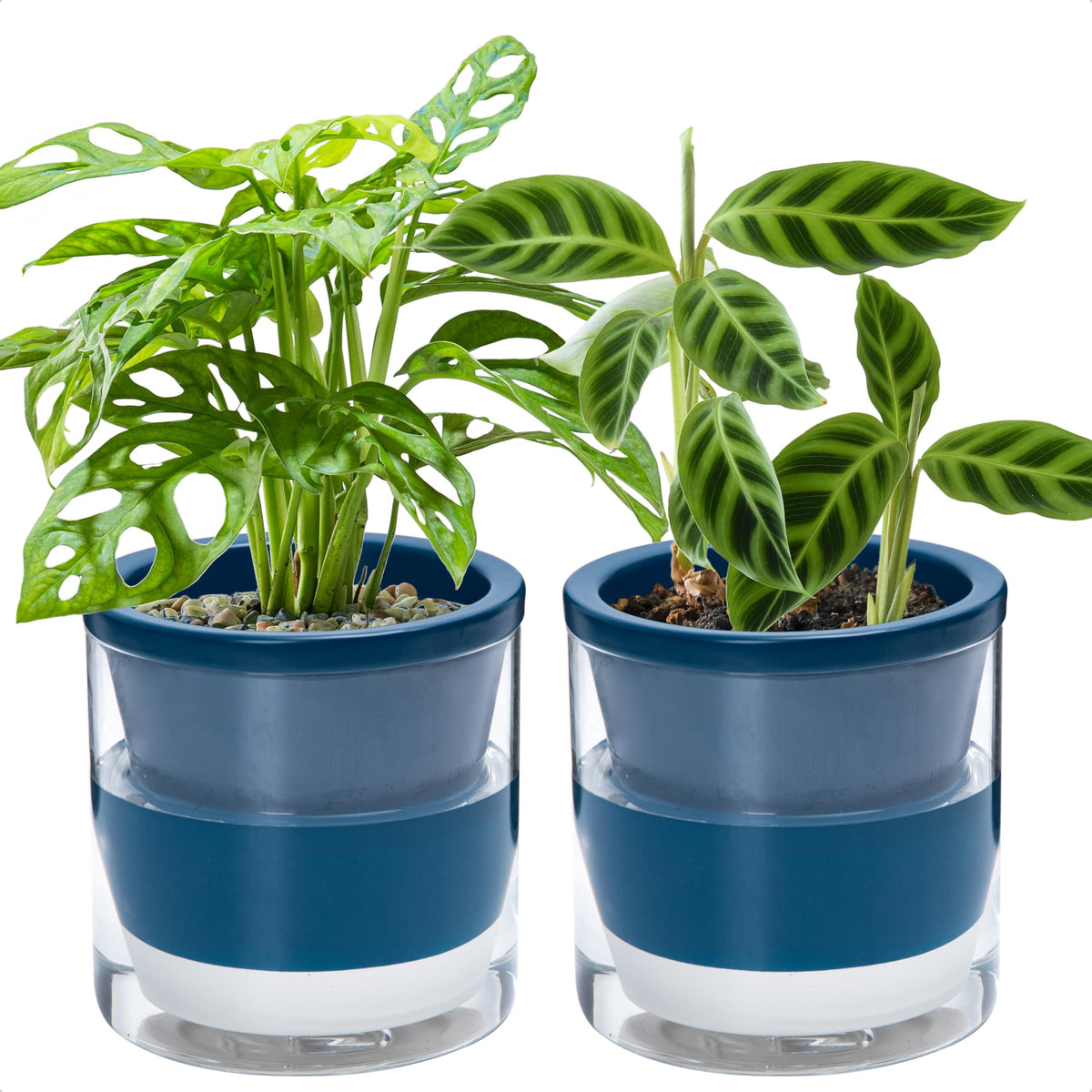 D'vine Dev blue terracotta pot with glass cup; stylish self-watering for herbs.