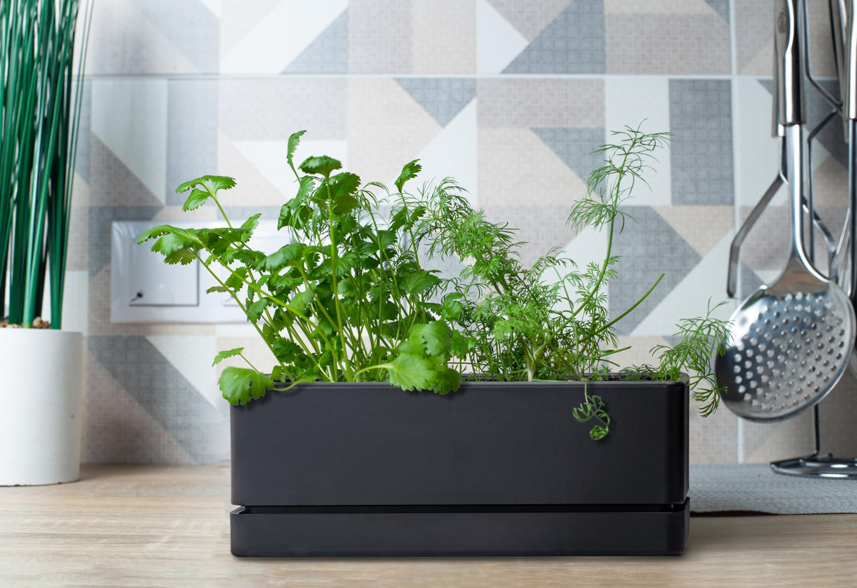 D'vine Dev BPA-free planter supports safe, toxin-free cultivation of vegetables and herbs.